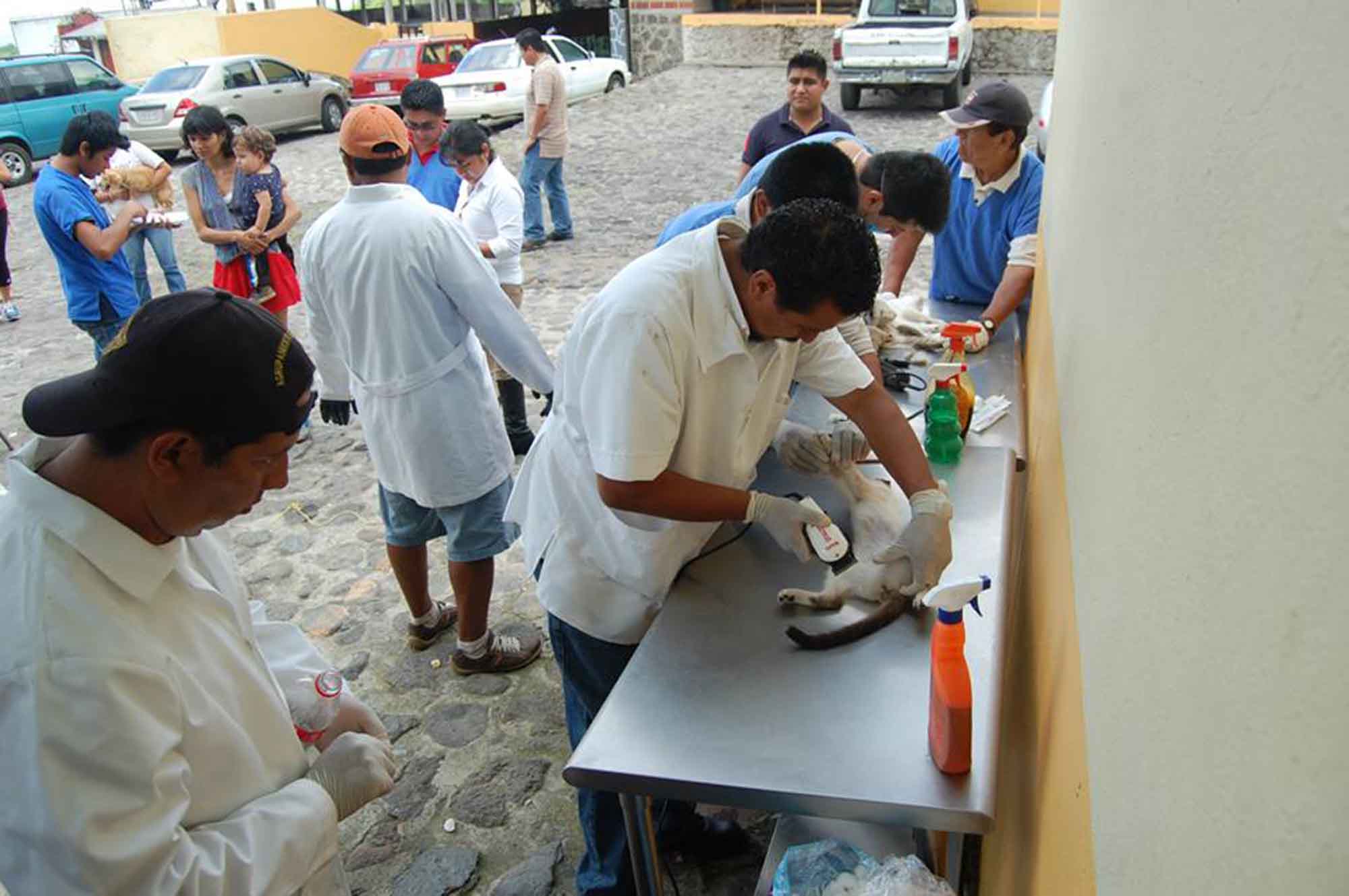 Esterilización canina en Tepoztlán