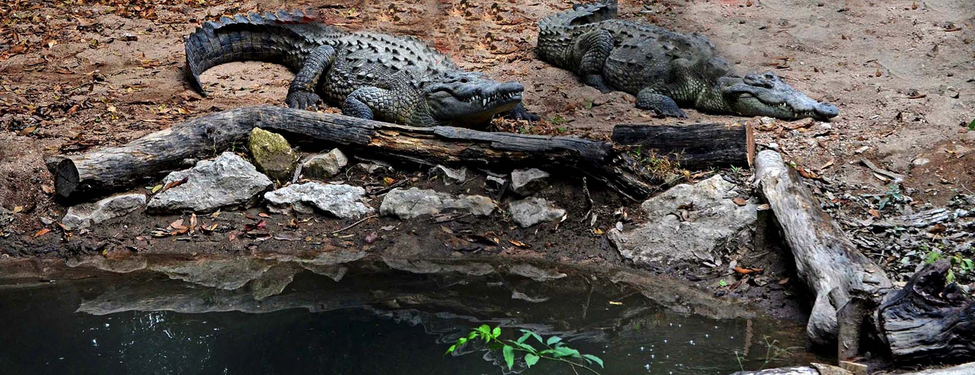 Cocodrilos