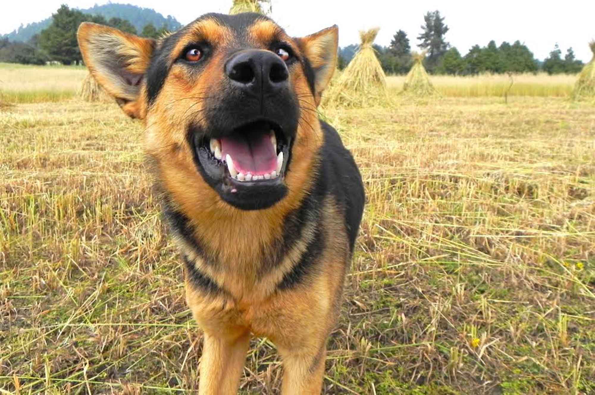 Pastor alemán en el campo