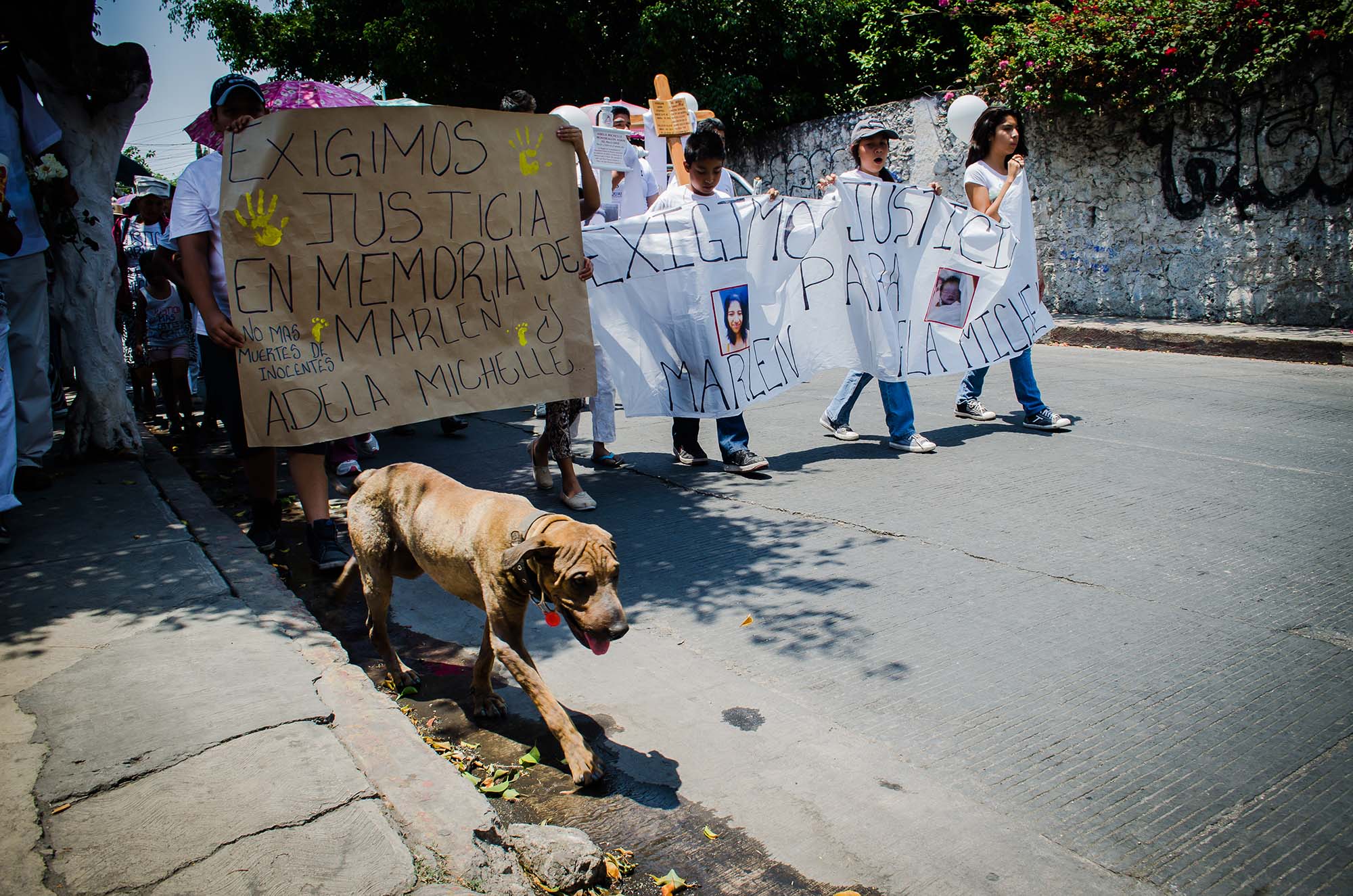 Perro en marcha