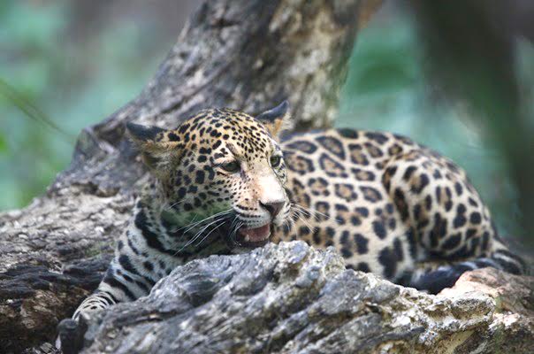 Jaguar UAEM