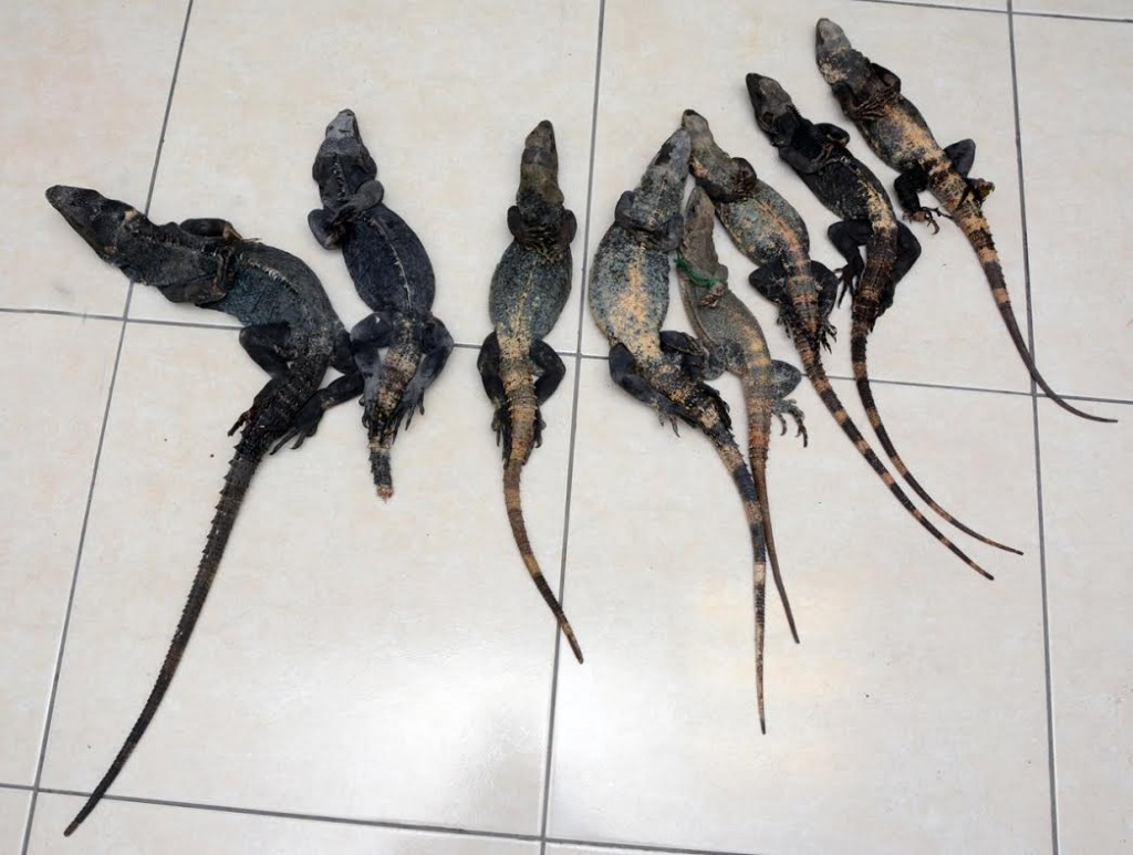 Iguanas negras o garrobos