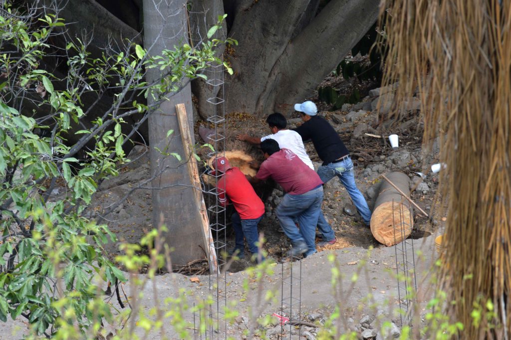 Obreros sacar raí­z