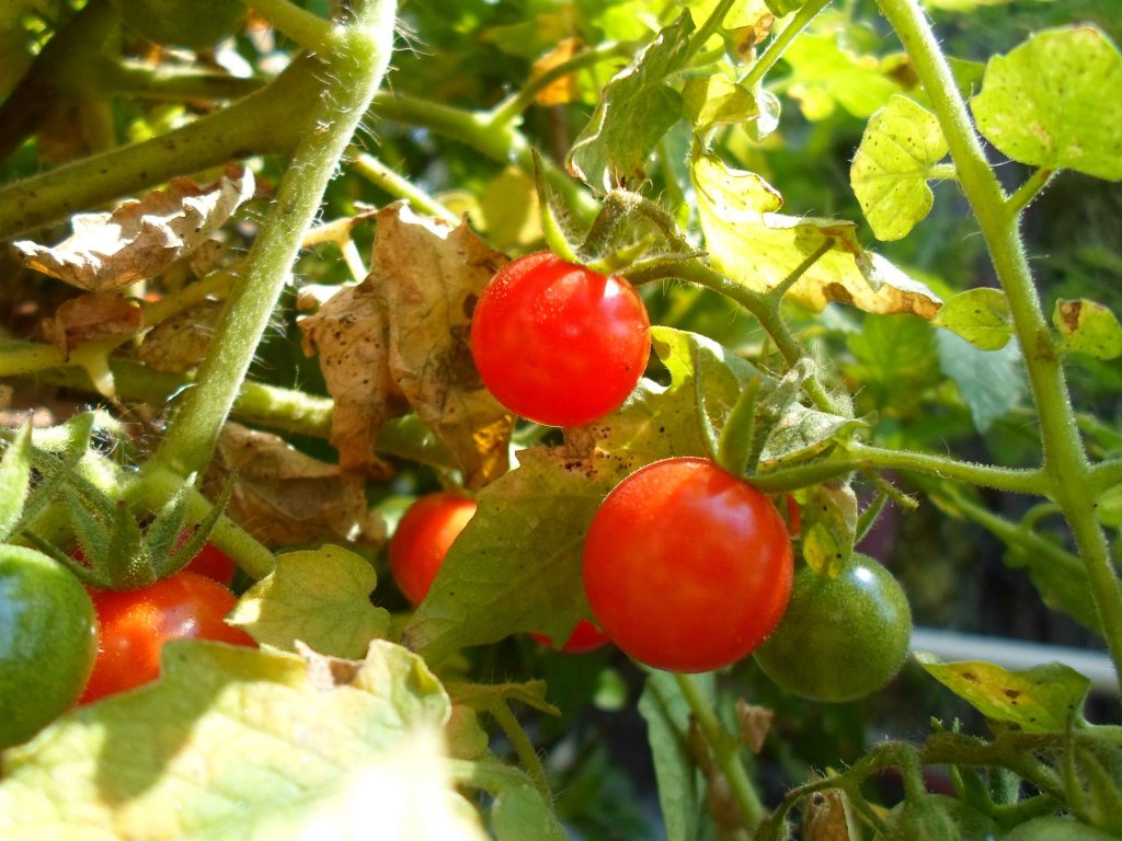 Jitomate Cherry