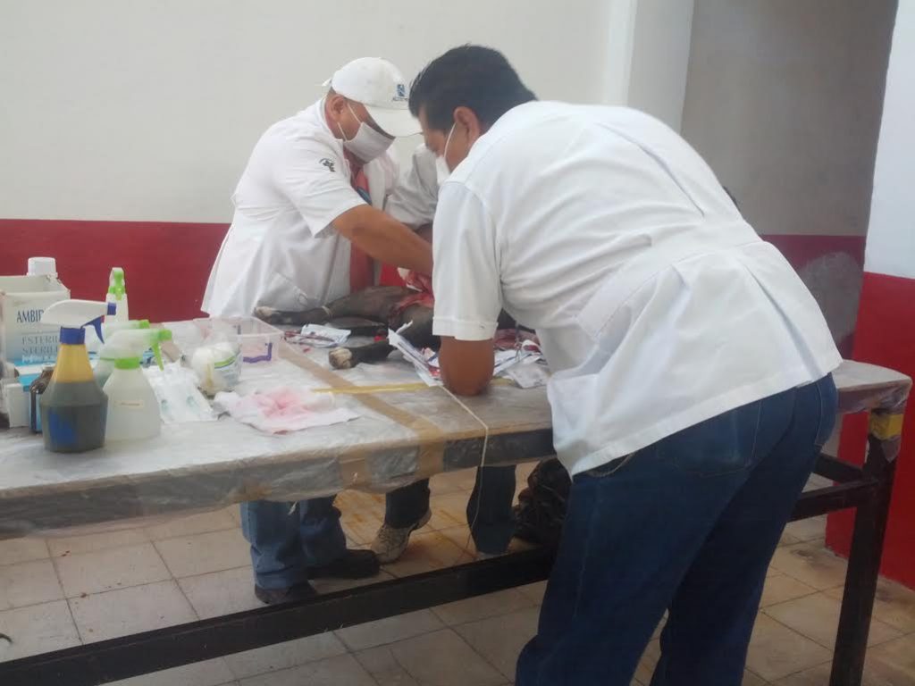 Esterilización canina