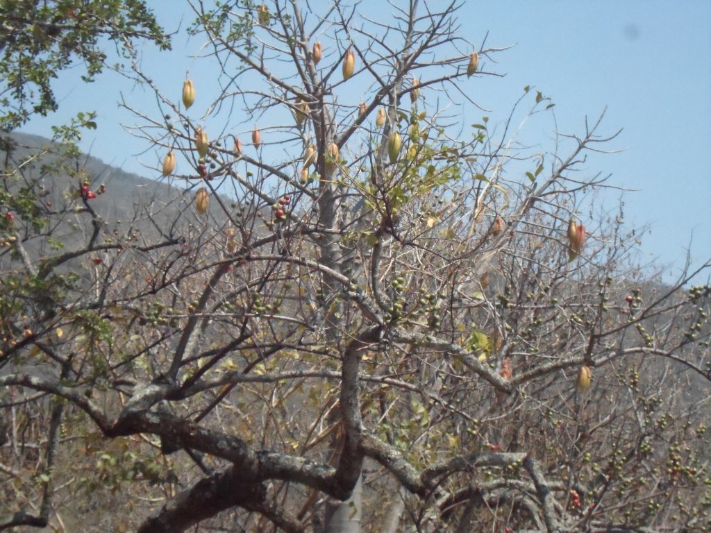 Arboles de frutas