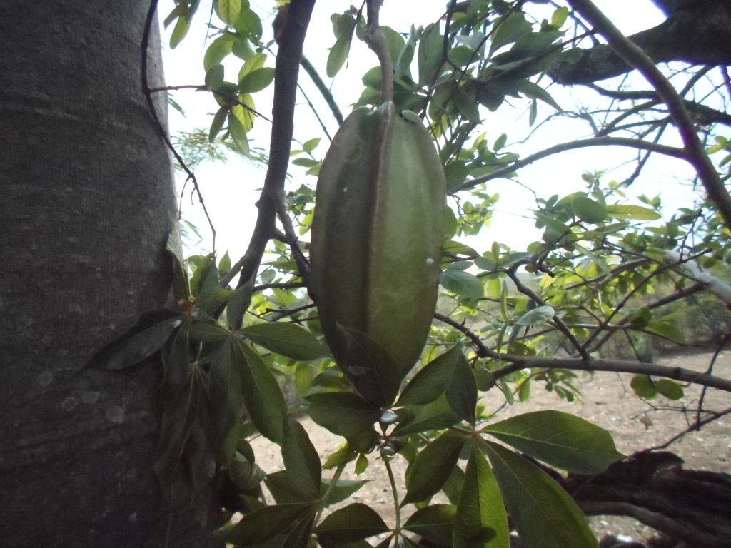 Fruto