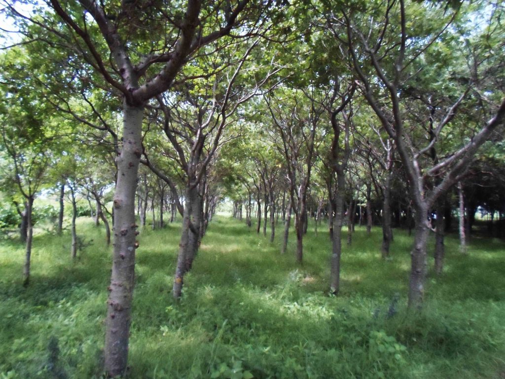 Árboles medicinales