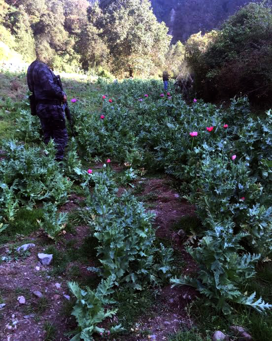 Destruye PGR plantío de amapola