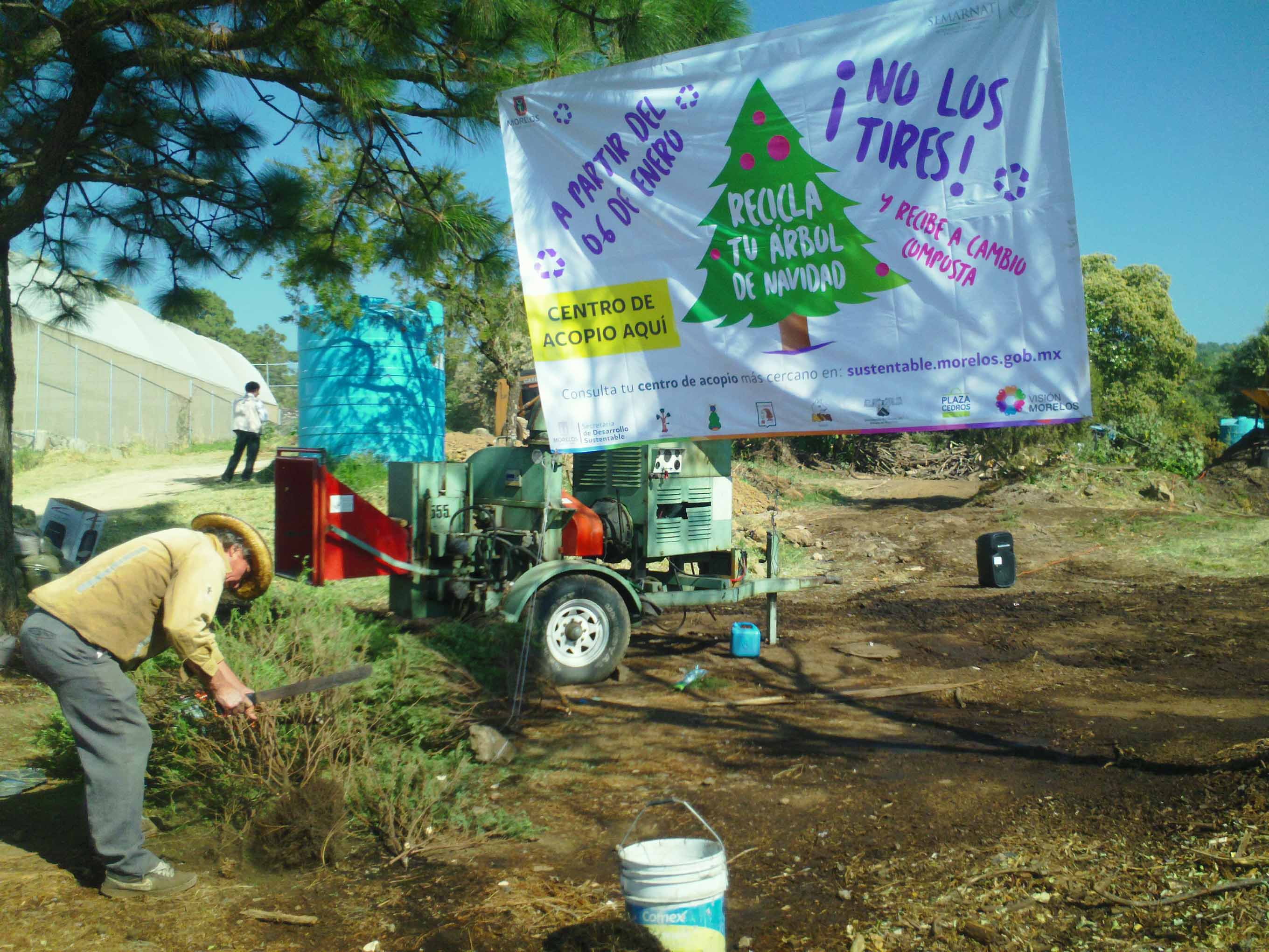 Inicia campaña de recolección de árboles navideños