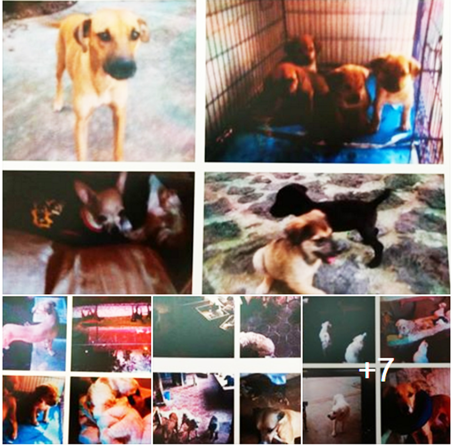 Juez federal ordena a gobierno de Morelos devuelva sus perros a Dora Anaya