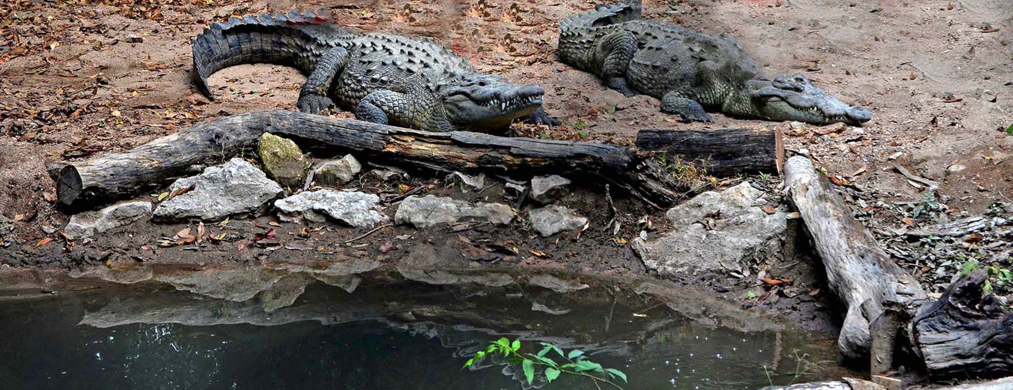 Cocodrilo en Río Yautepec sólo un rumor, pero no deben nadar allí hasta no  estar seguros: Latisnere – Conurbados Morelos